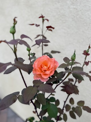 F89C84A5-6A0B-4D73-80F3-690A5D1EF2C0_1_105_c