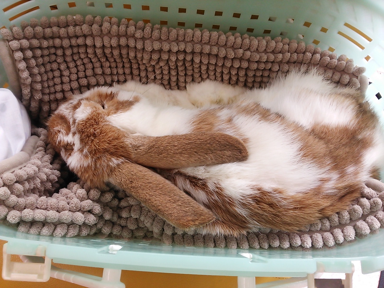 月へ帰ったlopeのこと うさぎ ま み れ