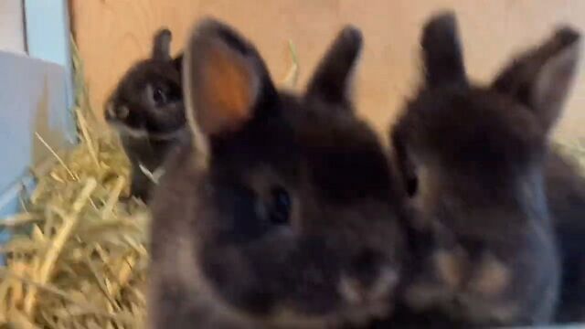 跳ねては撫でられ うのくらし
