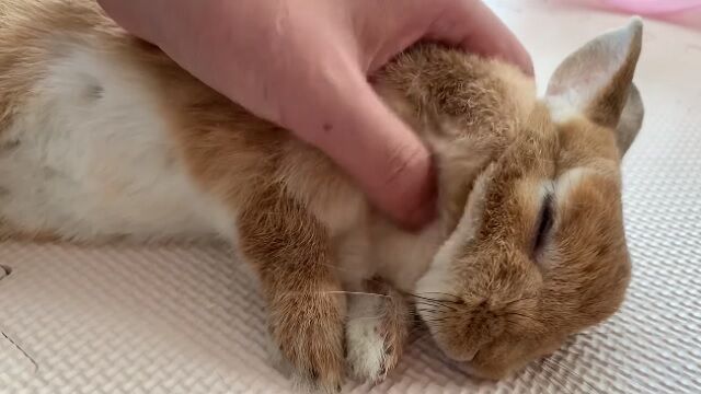 もふりたい うのくらし もふりたい うのくらし