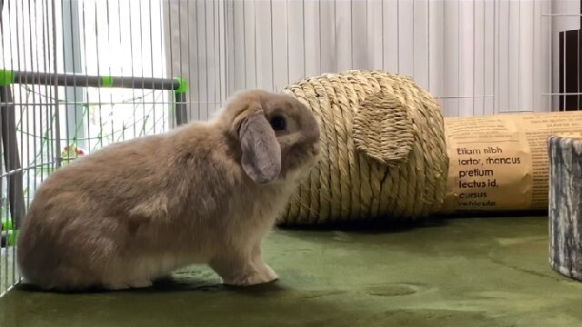 びっくりカミナリ要警戒 うのくらし