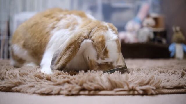 好物は見逃せない うのくらし