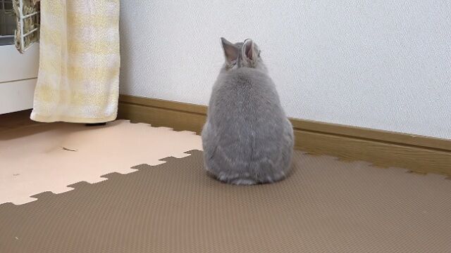 うさぎだって拗ねる うのくらし うさぎだって拗ねる うのくらし