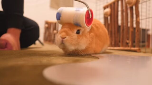 うさぎコロコロ うのくらし うさぎコロコロ うのくらし
