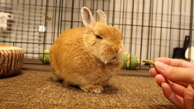 不機嫌な毛玉 うのくらし