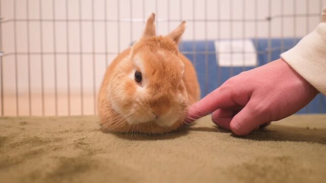 指を差し込む うのくらし 指を差し込む うのくらし