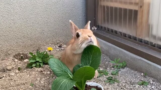 食べるかどうかはうさぎさん次第 うのくらし 食べるかどうかはうさぎさん次第 うのくらし