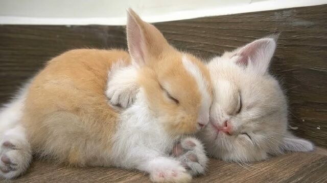 仲良し毛づくろい : うのくらし