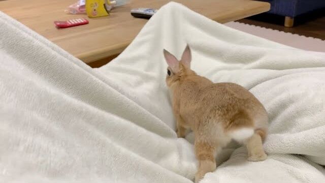 毛布は遊び場 うのくらし