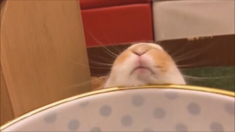 あごすり うのくらし あごすり うのくらし