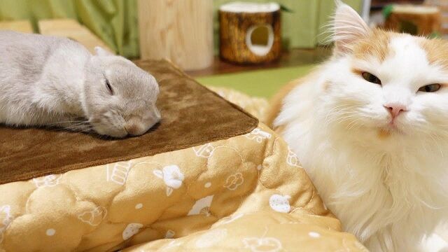 うさぎもこたつで : うのくらし