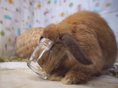 うさぎさんの頭は丸い うのくらし うさぎさんの頭は丸い うのくらし