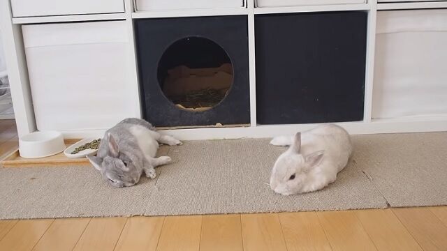 お似合い夫婦 うのくらし お似合い夫婦 うのくらし