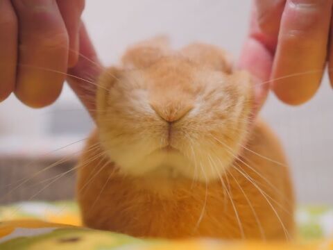 むにむにほっぺ うのくらし むにむにほっぺ うのくらし
