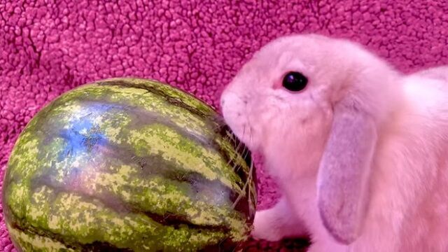 丸のままスイカに挑戦 うのくらし