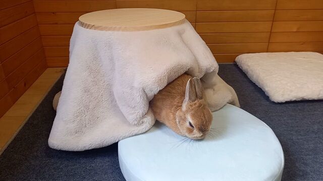 こたつに入りたいのは皆同じ : うのくらし