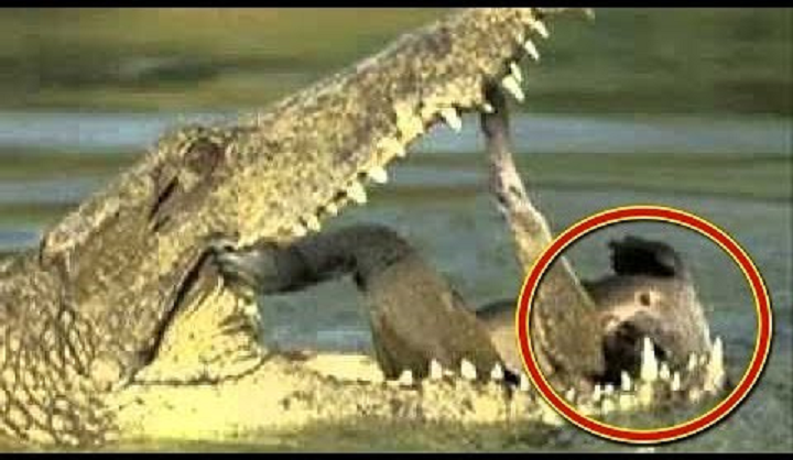 最強 本当の地上最強生物を知っていますか あまり知られていない最強動物たち