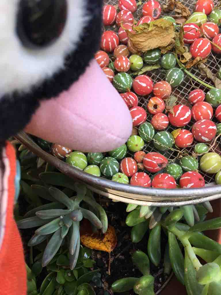 琉球すずめうり 収穫しました Soft Toys 琉球すずめうり 収穫しました Soft Toys
