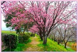 DSCF8915