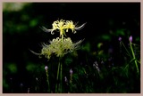 _DSF1646