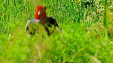 DSCN0068