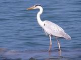 IMG_0012
