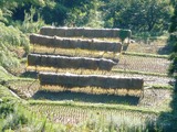 pana 015_640