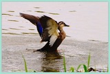 DSCF4018