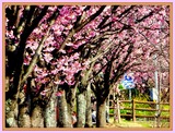 DSCN2647