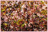 DSCF3783