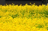 DSCN7327
