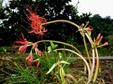 pana 005a_800