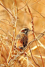 DSCN7545