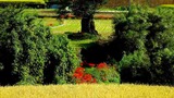 DSCN2394