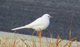 IMG_0105
