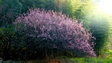 DSCN7475
