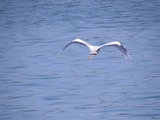 IMG_0016
