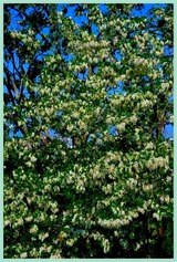 DSCF9207