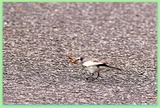 DSCF5490