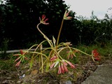 pana 001a_800