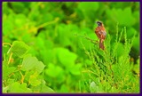 DSCN4786