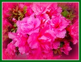 DSCF0039