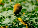 DSCF1406
