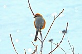 DSCN0053