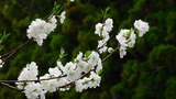 DSCN9965