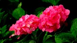 DSCN9796