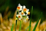 DSCF8770