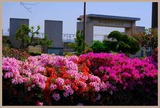 DSCF9167