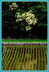 DSCF5484
