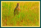 DSCN5296